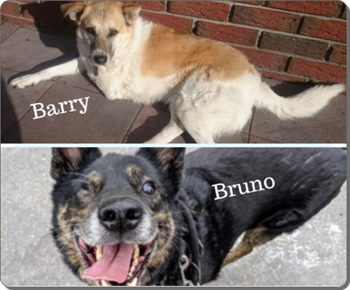 Barry Und Bruno Unsere Handicap Hunde Suchen Dringend Ein