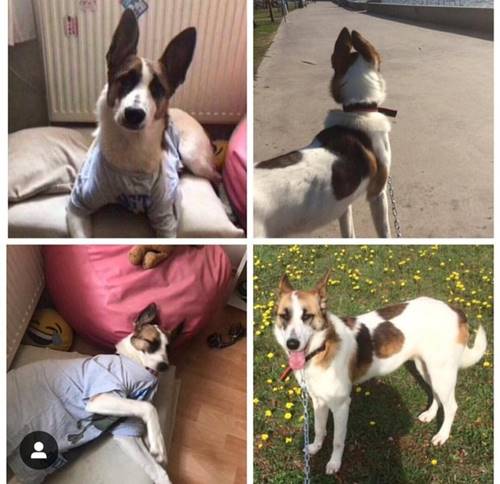 Hunde Aus Der Turkei Suchen Ein Zuhause Hundin Bereits In