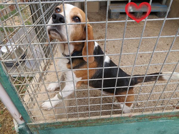 Vado Ein 6 Jahriger Beagle Sucht Ein Zuhause Ruden