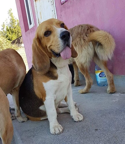 Dringend Wayne Beagle Junge Aus Rosiori Selter In Rumanien